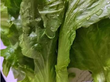 EM菌種研發(fā)公司詳細介紹EM產(chǎn)品在種植業(yè)領域起到的作用